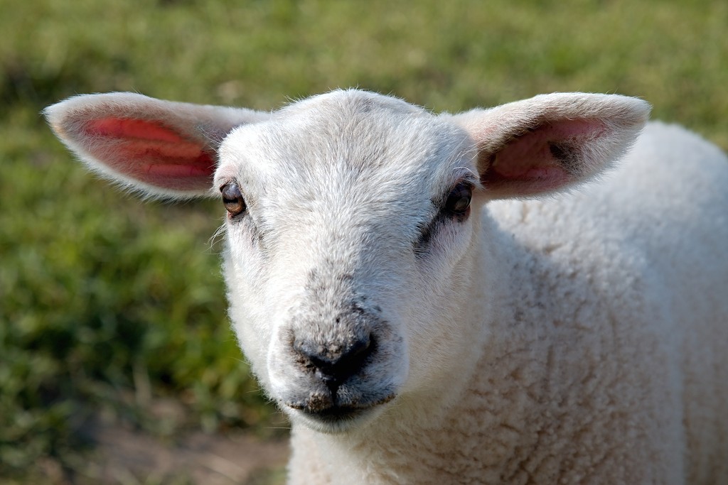 lente zomer herfst winter seizoen seizoenen voorjaar najaar hdr paddenstoelen bladeren mist regen sneeuw tulp tulpen bloesem